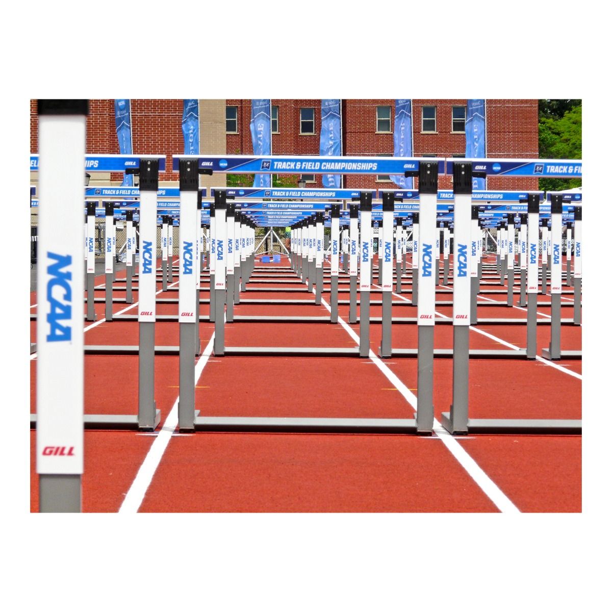 Gill C4 Continuum Automatic Hurdle; 41"
